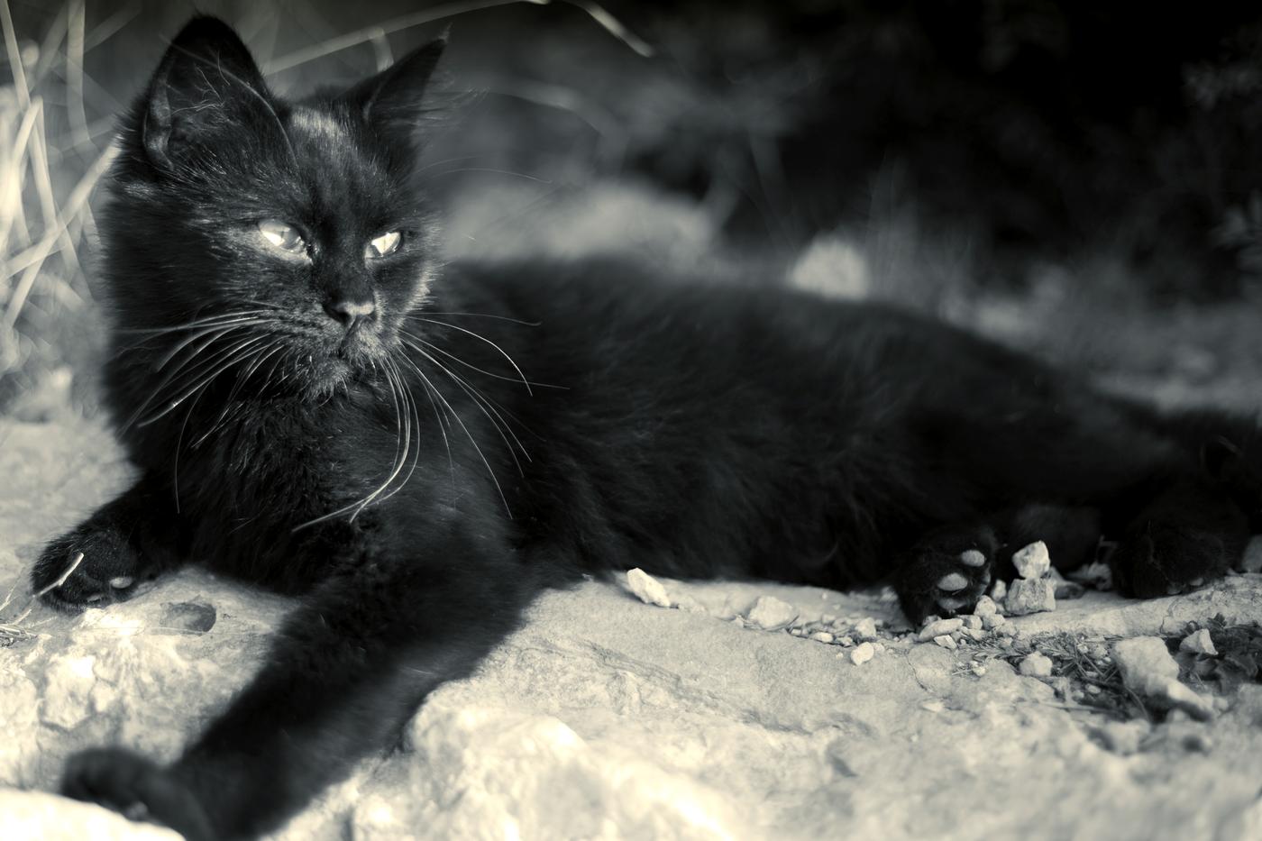 Black cat