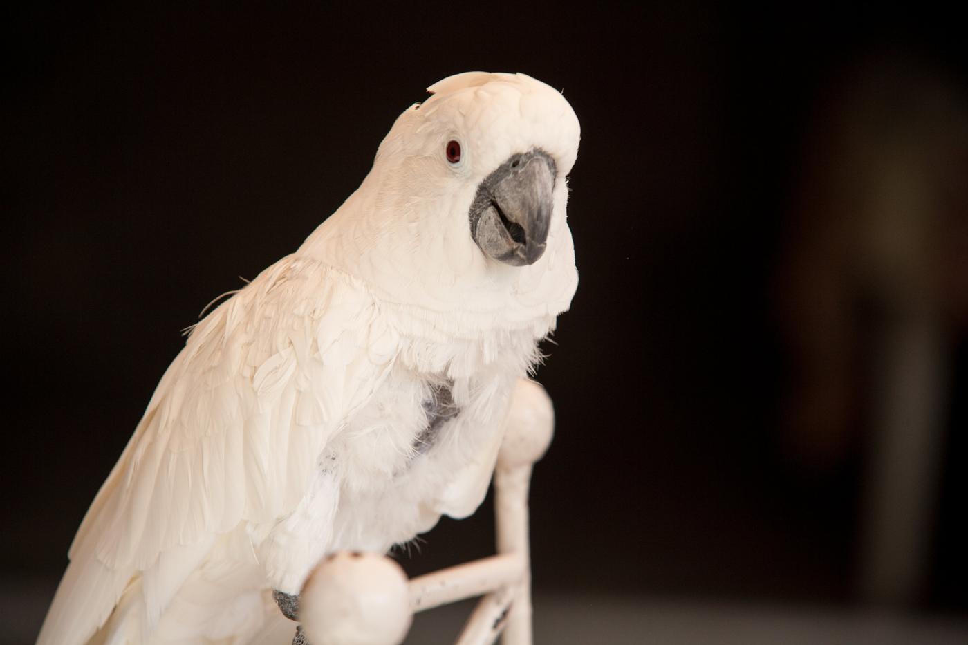 White cockatoo