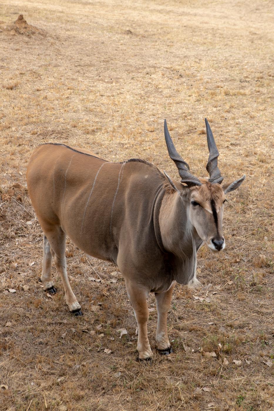 Eland