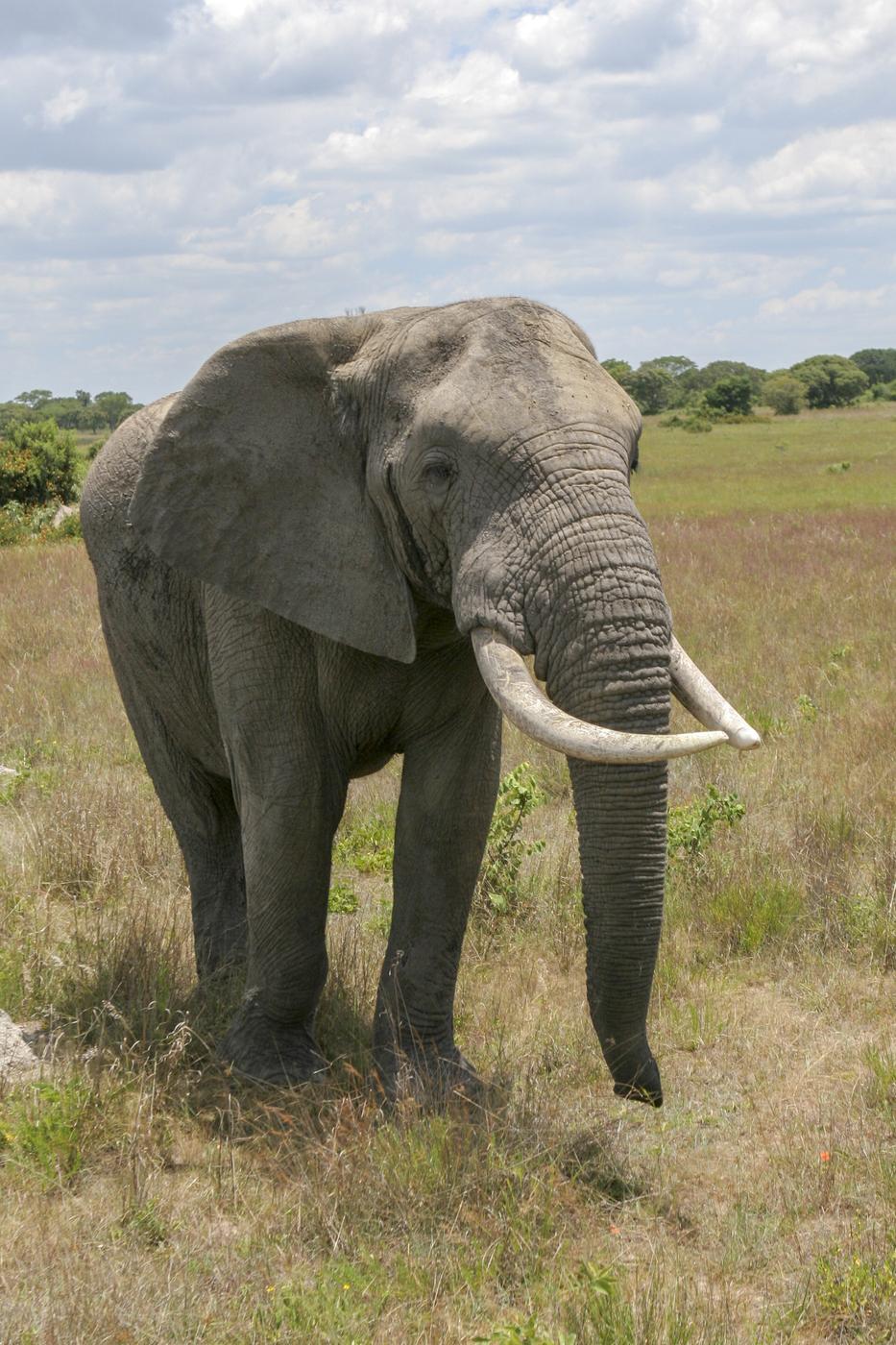 Elephant