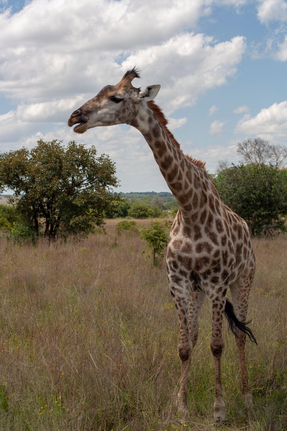 Giraffe in the wild