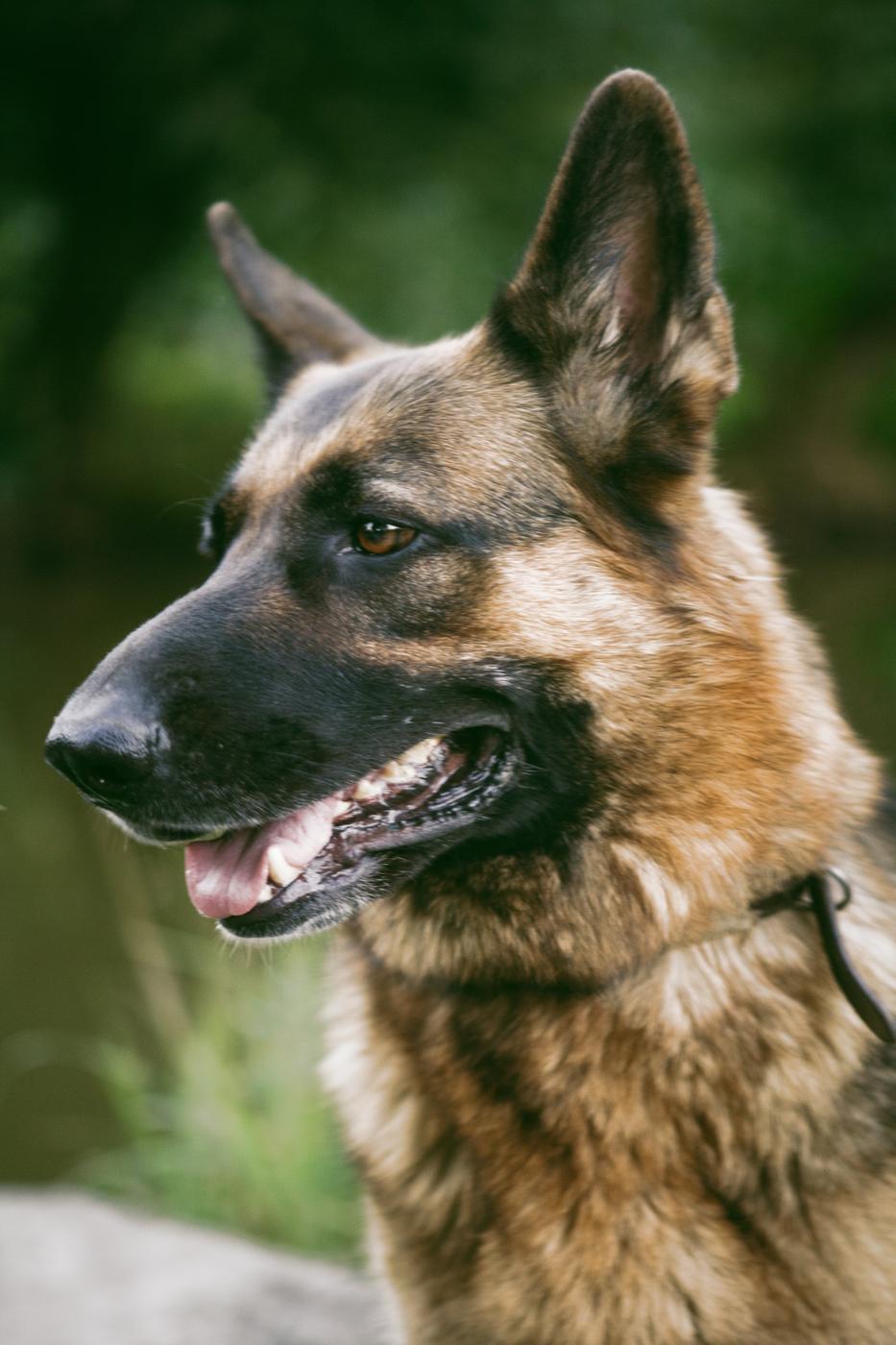 German Shepherd profile