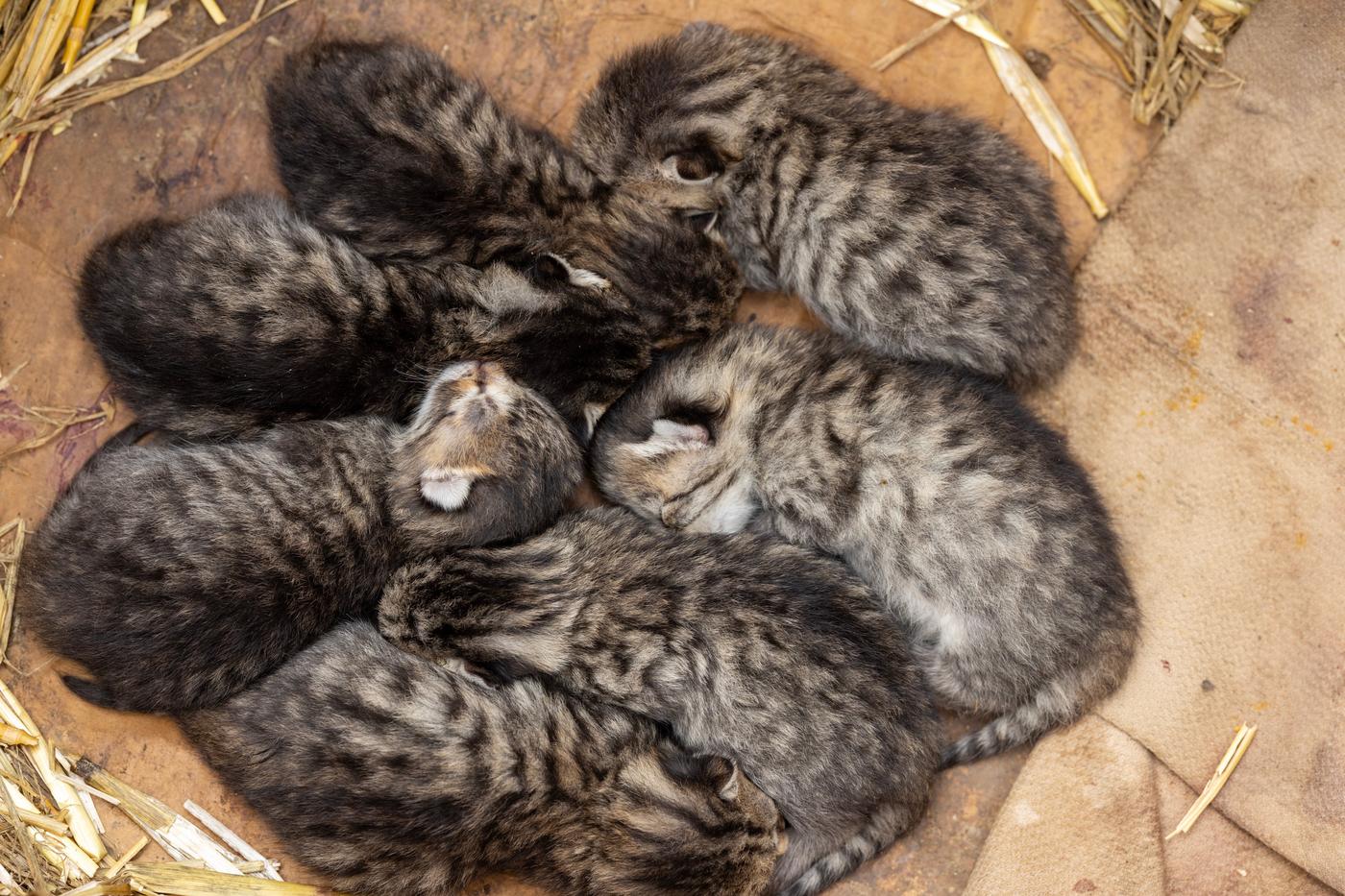 Kittens sleeping