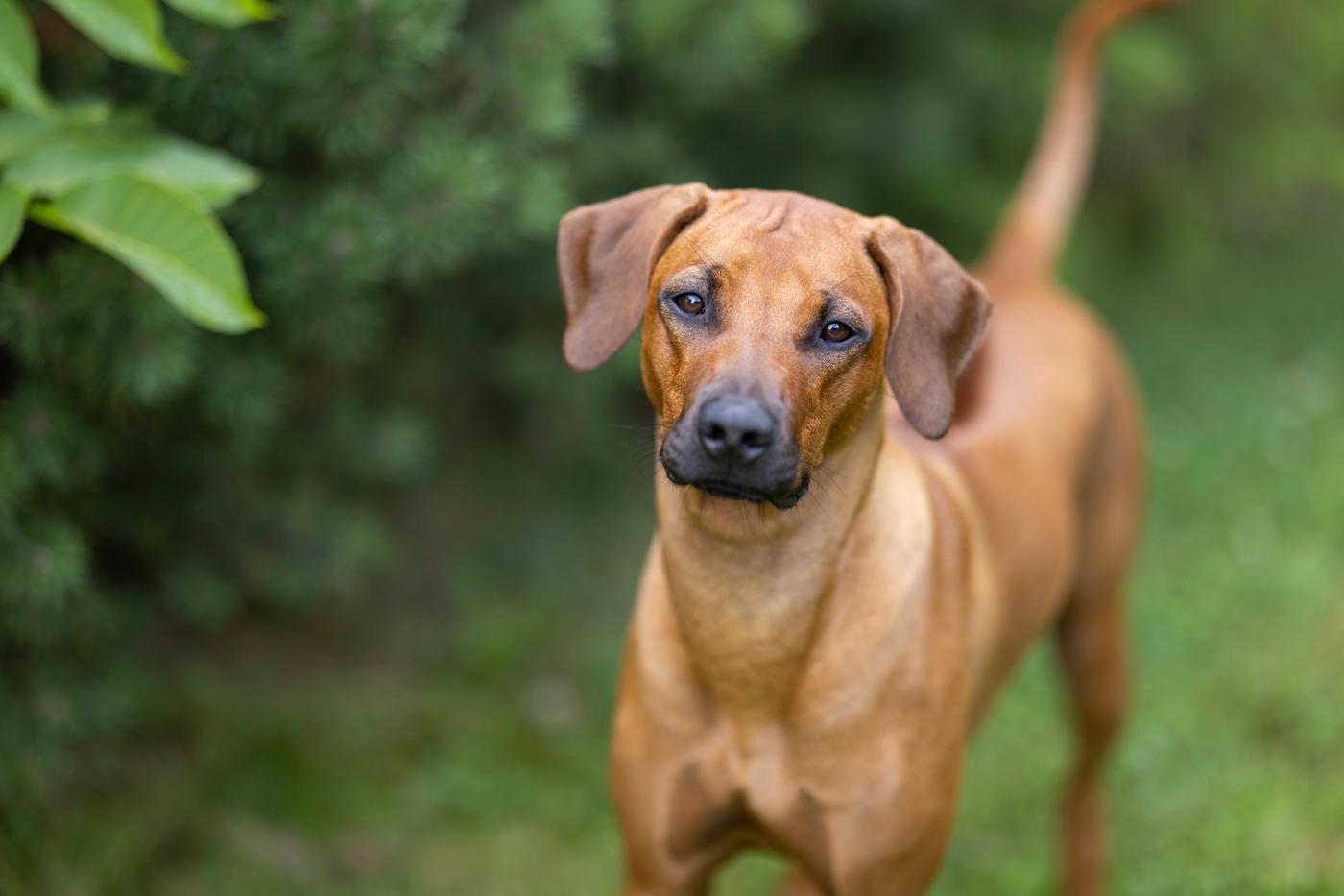 Rhodesian Ridgeback