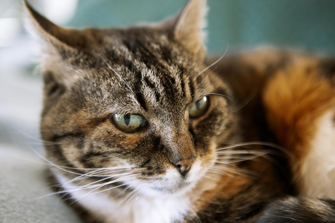 Tabby cat