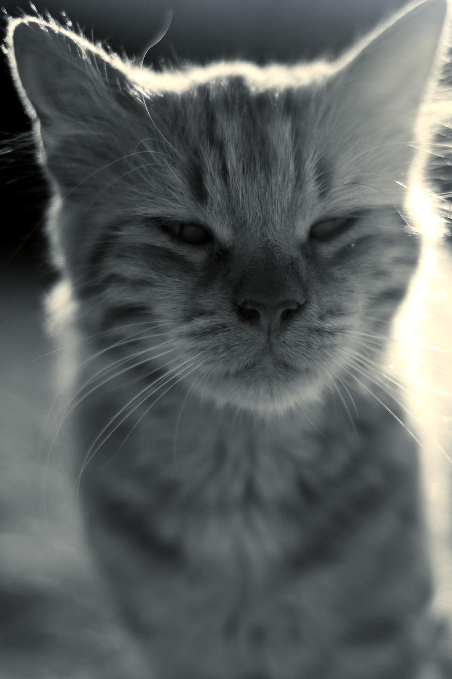 Cat portrait