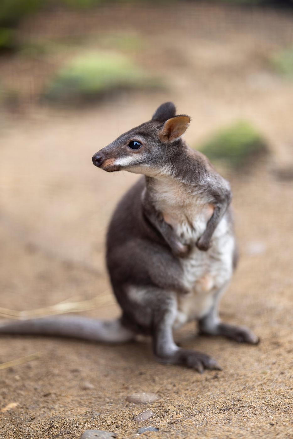 Wallaby