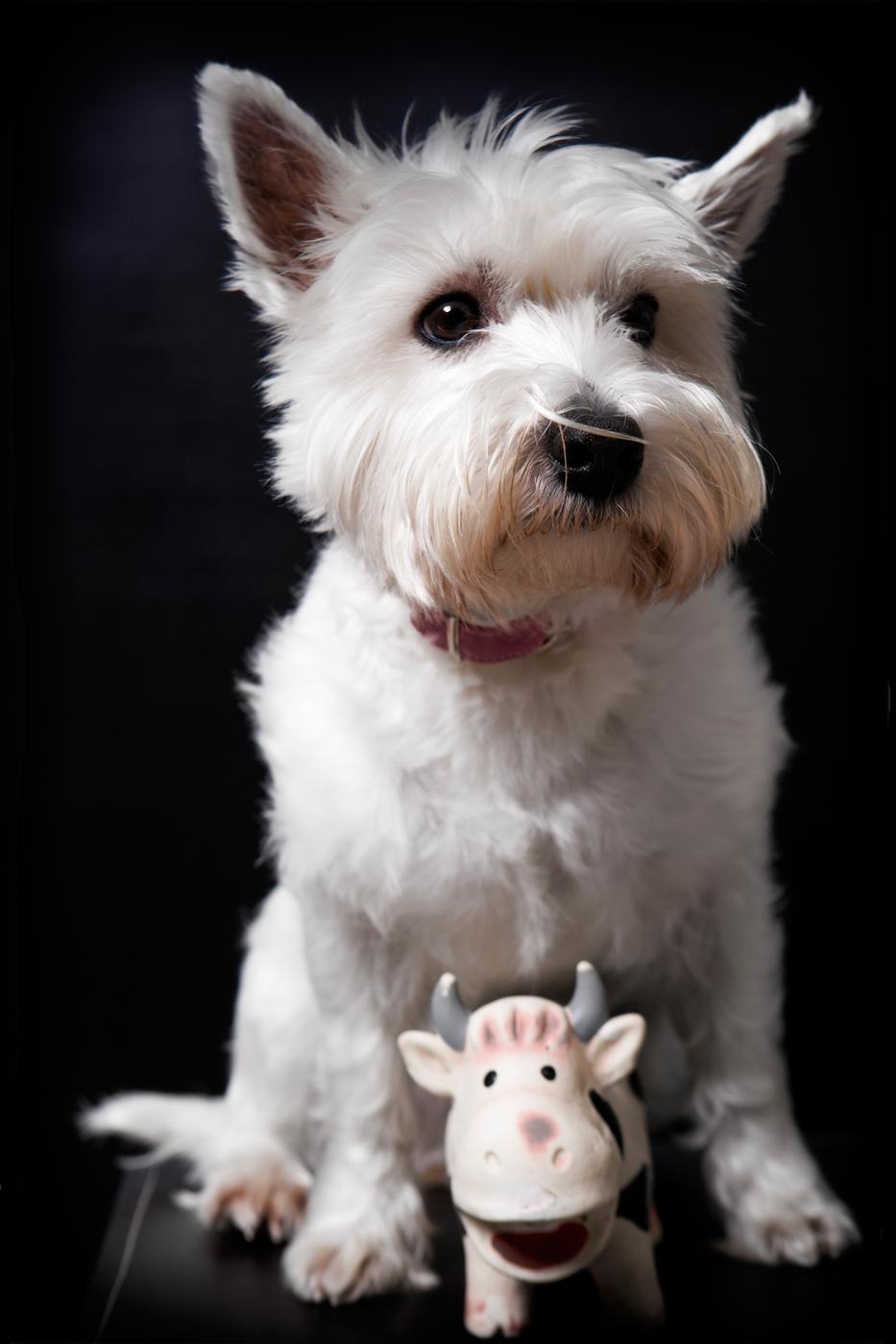 Westie with toy